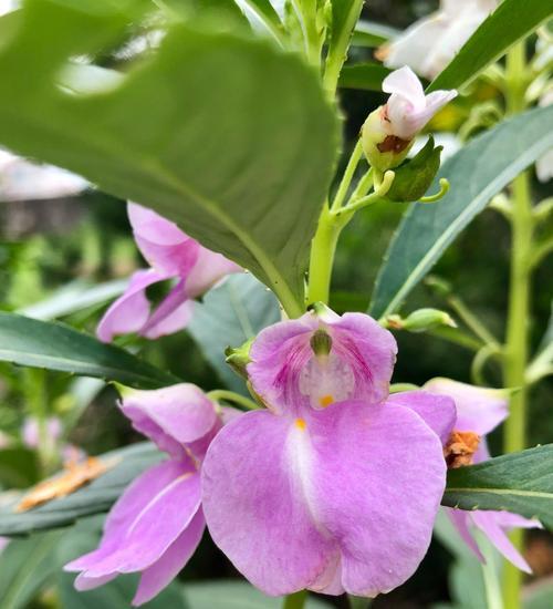 凤仙花的花语与寓意（揭示凤仙花的花语之美）