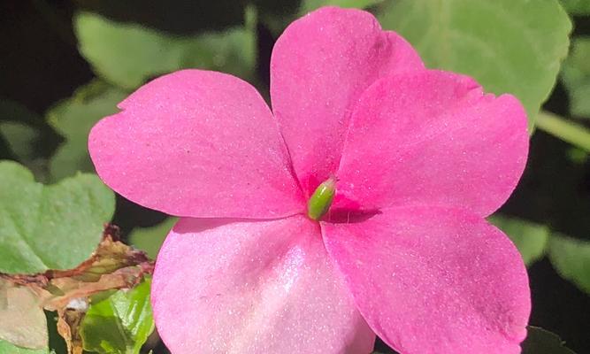 凤仙花的花语与寓意（揭示凤仙花的花语之美）