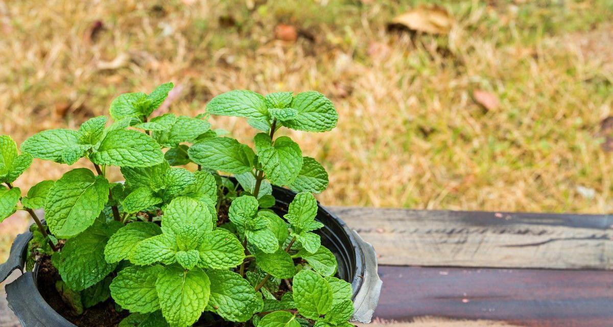 家庭养薄荷的全指南（从种植到收获）