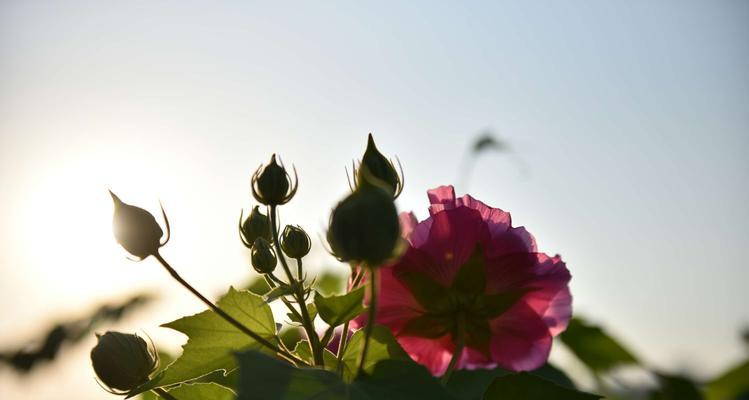 芙蓉花的寓意与象征（探索芙蓉花的深层寓意与象征意义）