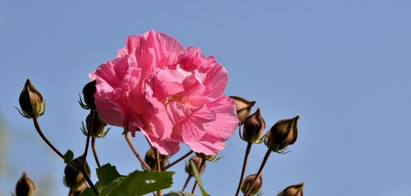 芙蓉花的寓意与象征（探索芙蓉花的深层寓意与象征意义）