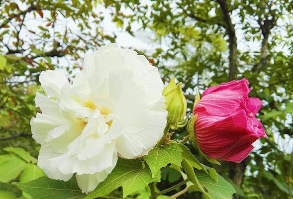 芙蓉花的寓意与象征（探索芙蓉花的深层寓意与象征意义）