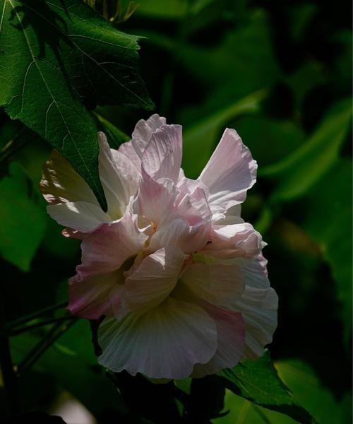 芙蓉花的花语与代表意义（探寻芙蓉花的神秘之美）