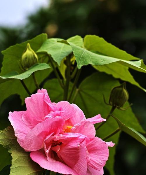 芙蓉花（传承的花语与文化底蕴）