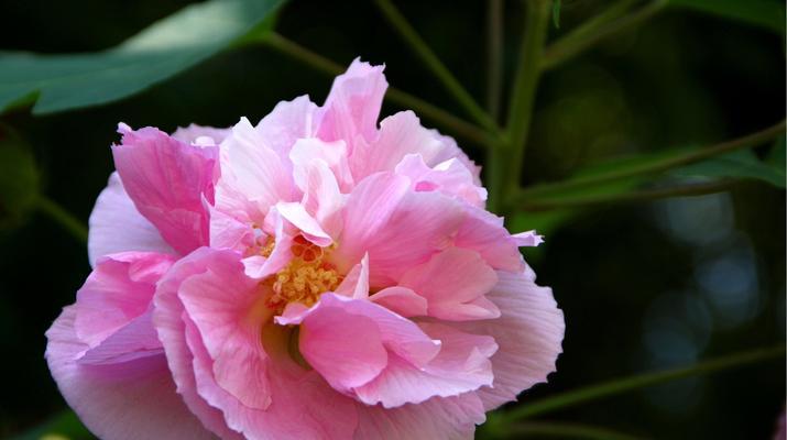 木芙蓉花的花语与寓意（解读木芙蓉花的象征意义）