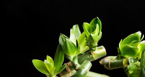 富贵竹，象征繁荣昌盛的吉祥之植物（探索富贵竹的神秘力量）