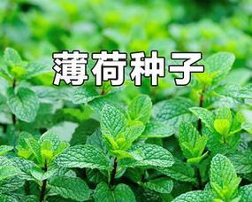 薄荷种子的来源与培育（从自然采摘到人工繁殖）