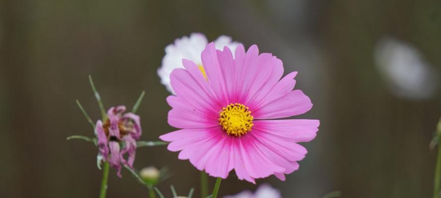 格桑花的花语与寓意（探索格桑花的象征之道）