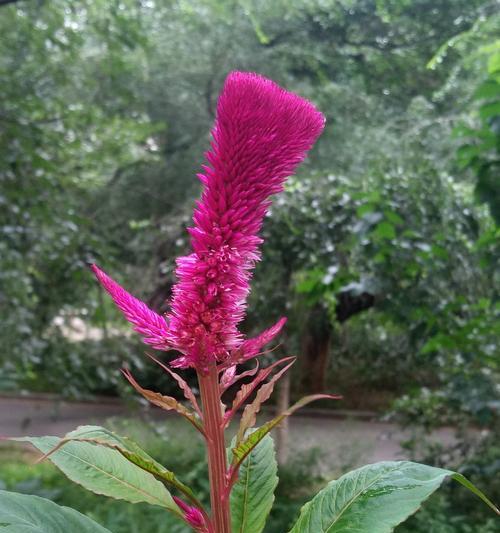 探寻宝鸡市花的奇妙之旅（揭秘宝鸡市花的由来与特点）