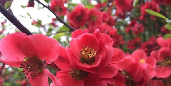 探寻宝鸡市花的奇妙之旅（揭秘宝鸡市花的由来与特点）