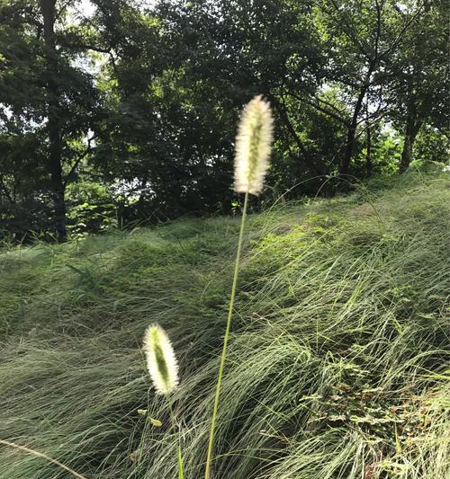 狗尾巴草（探寻狗尾巴草的寓意与奇特之处）