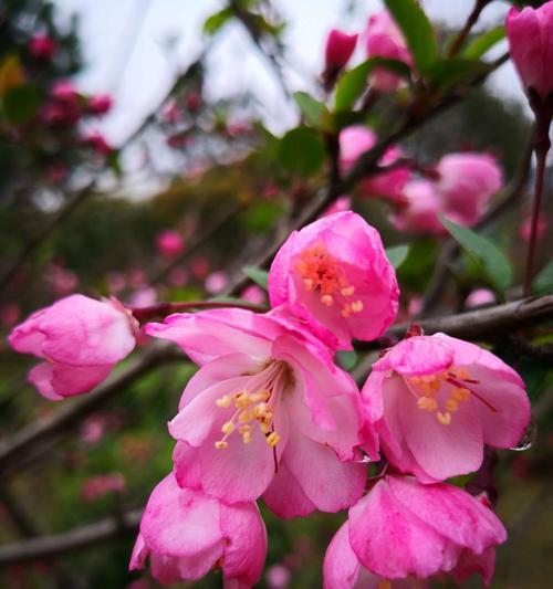 海棠花（海棠花的美丽）