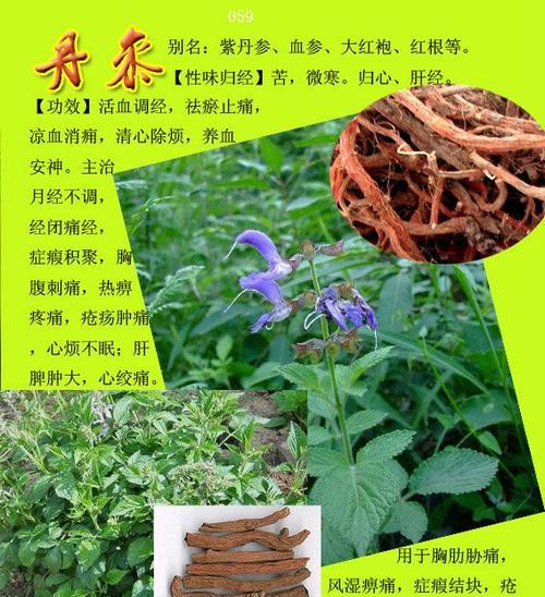 探寻宝塔菜的功效与作用（掌握宝塔菜的营养价值与药用价值）