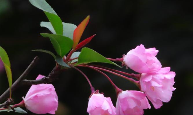 海棠花的象征意义与传承（探寻海棠花的文化内涵与美学价值）