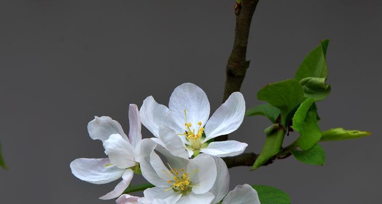 海棠花（海棠花的寓意与传说）