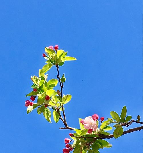 海棠花（美丽绽放）