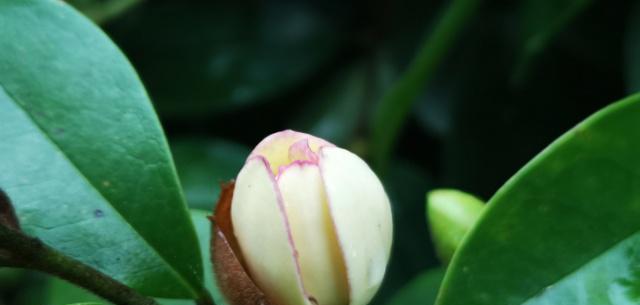 以含笑花所象征的意义（欢笑的花朵）