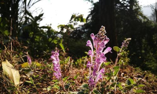 以韩信草的花语为主题的文章（探索韩信草的花语之美——以花语为线索）