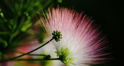 合欢花（花开花落）