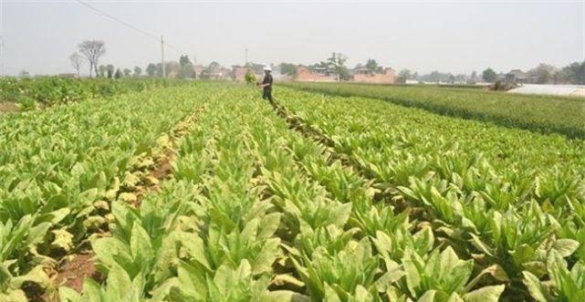 北方莴笋露地种植时间和方法（莴笋种植需注意的15个细节）