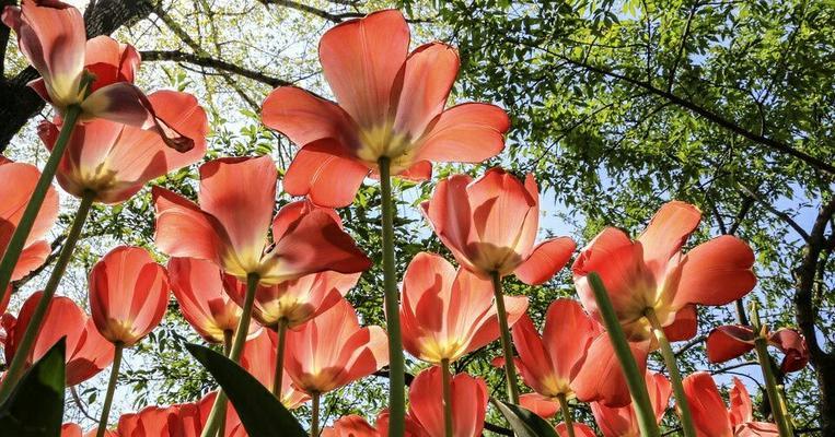 红丁香花语——爱的承诺（永远的忠诚与深情）