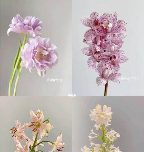 红丁香花语——爱的承诺（永远的忠诚与深情）