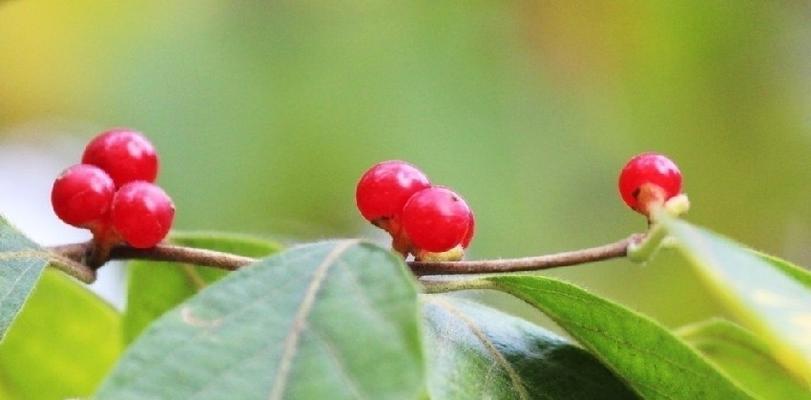 红豆花——爱情的寓意与传承（绽放的红豆花）