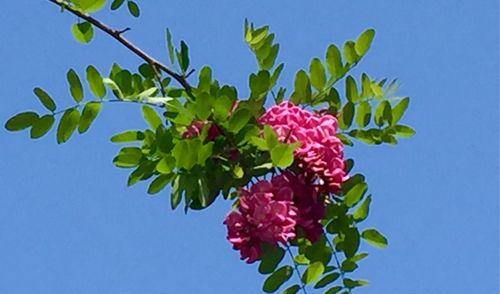 红花刺槐（红花刺槐的花语与文化传承）