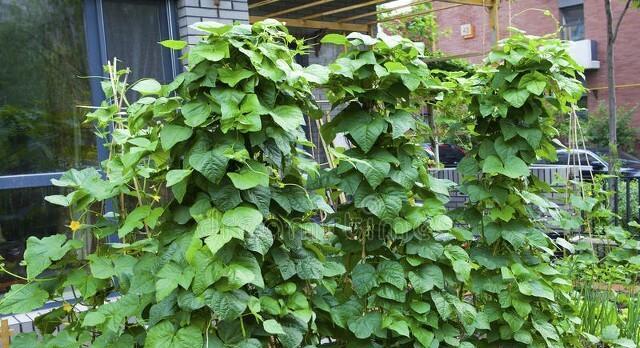 北方芸豆的种植时间（为什么选择几月份种植最合适）