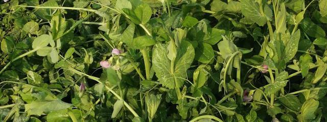 北方芸豆的种植时间（为什么选择几月份种植最合适）