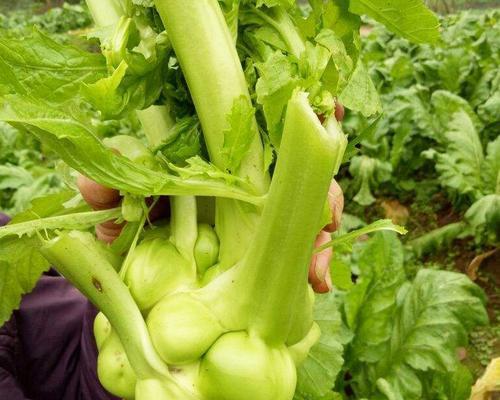 北方榨菜种植的时间和方法（掌握关键步骤）