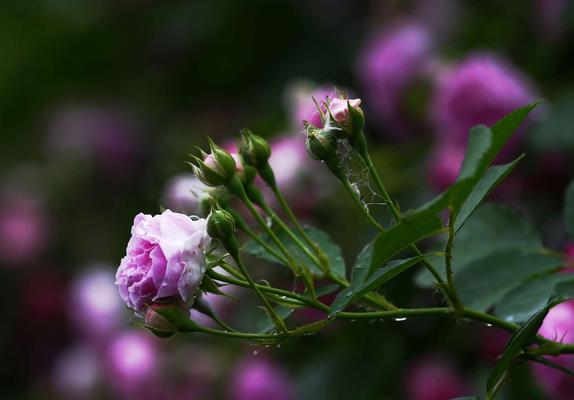 红蔷薇花语（探寻红蔷薇的花语）