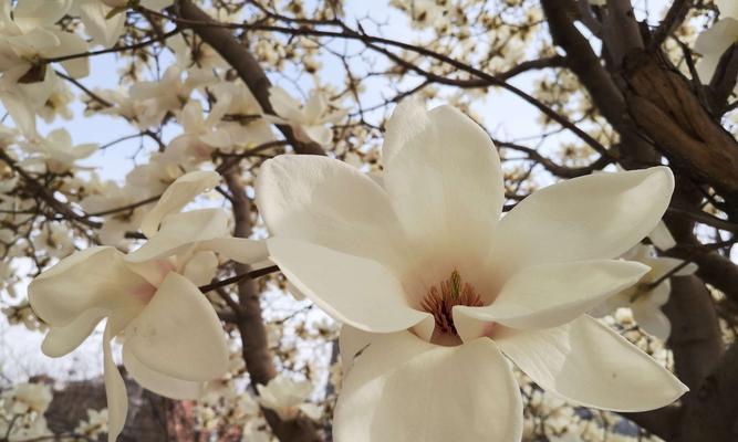 红玉兰花（红玉兰花花语的深刻内涵与美丽之蕴）