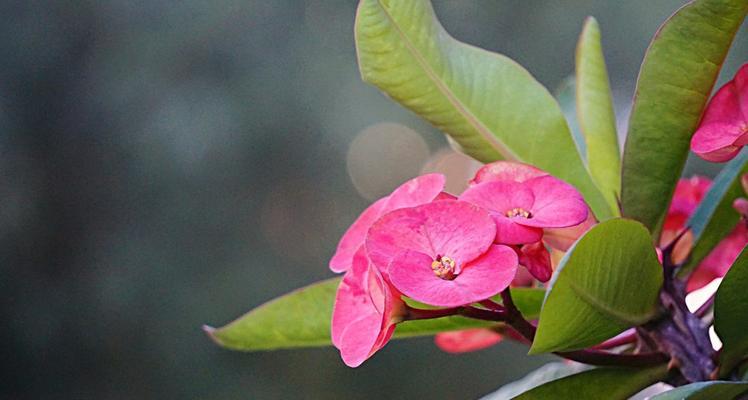 虎刺梅花语（探寻虎刺梅花的意义和传承之道）