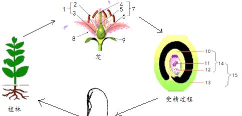 被子植物的种子结构与形态（探究被子植物中种子的生命之谜）