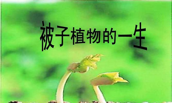 被子植物的种子结构与形态（探究被子植物中种子的生命之谜）