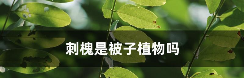 被子植物的种子结构与形态（探究被子植物中种子的生命之谜）