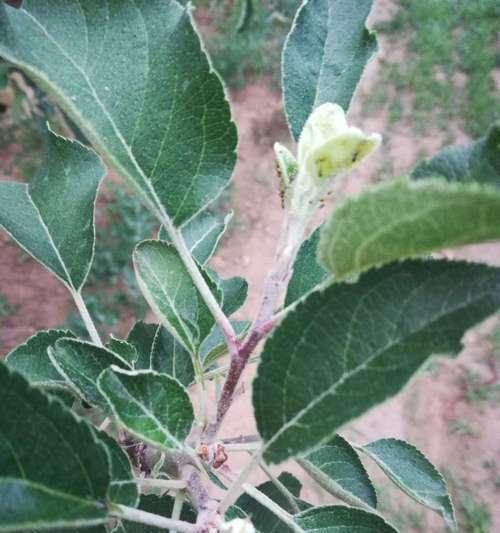 花芽分化（探索植物世界中的神秘转变）