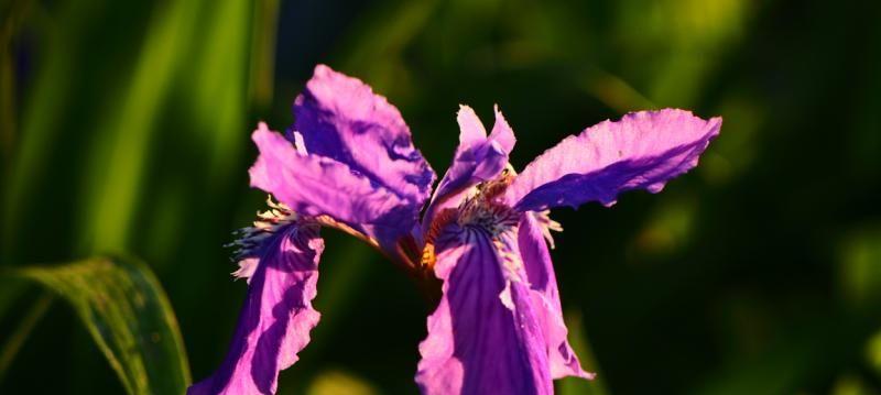 绝望悲伤的花语——揭示花朵背后的心灵痛苦（无辜鲜花面对人生苦难的哀伤与绝望）