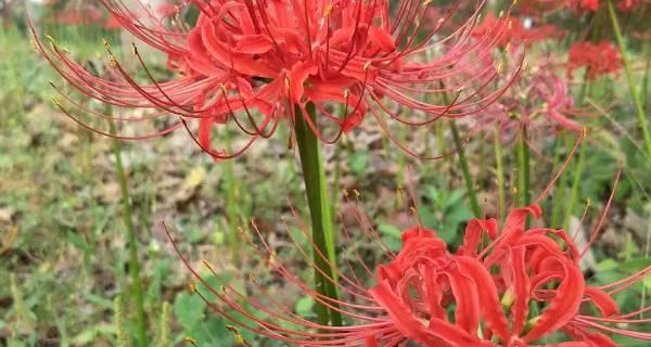 解读彼岸花的含义与象征（探寻彼岸花的文化底蕴与历史渊源）