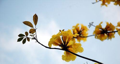 黄花风铃木之寓意（探索黄花风铃木的象征意义与传承）