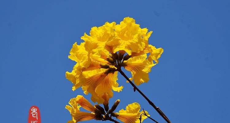 黄花风铃木的花语与美丽传说（花开寓意快乐与希望）