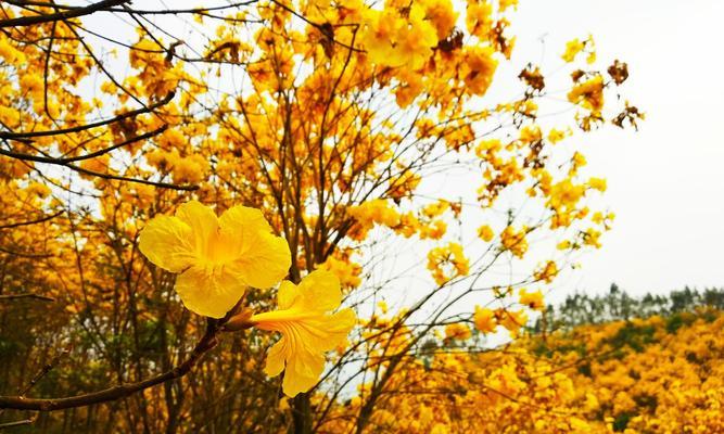 黄花风铃木的花语与美丽传说（花开寓意快乐与希望）