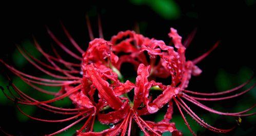 探秘彼岸花的开花时间和养护方法（一年开花两次）