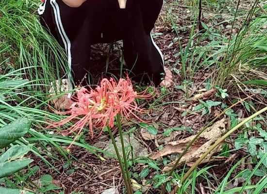 为什么彼岸花光长叶子不开花（彼岸花不开花的7大原因及对策）