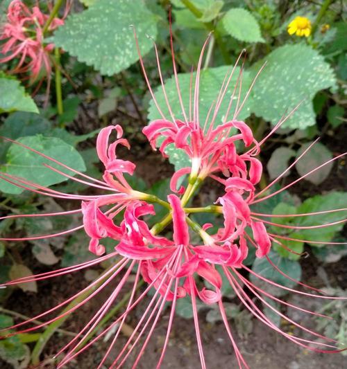 探究彼岸花与曼珠沙华的异同（两种美丽花卉的分类）