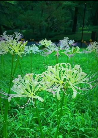 探究彼岸花与曼珠沙华的异同（两种美丽花卉的分类）