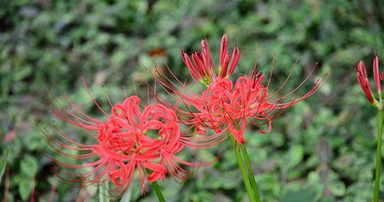 百合花开在几月（探秘彼岸花生长环境）