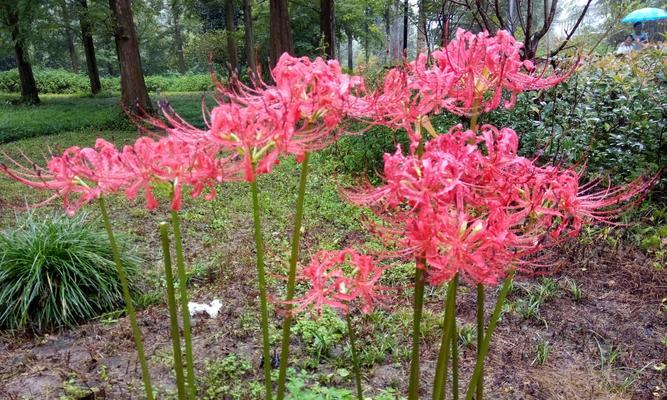 彼岸花是多年生还是一年生（探究彼岸花生命周期之谜）