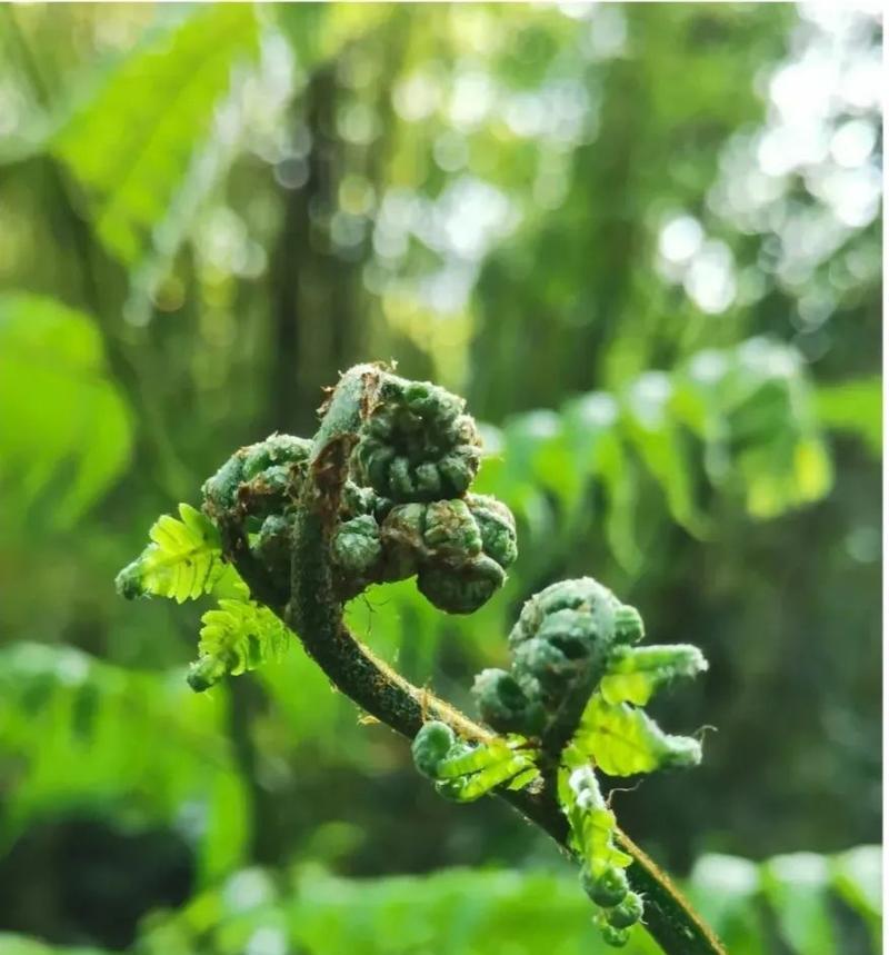 活化石植物的神秘代表意义（探寻活化石植物背后的宝贵信息）